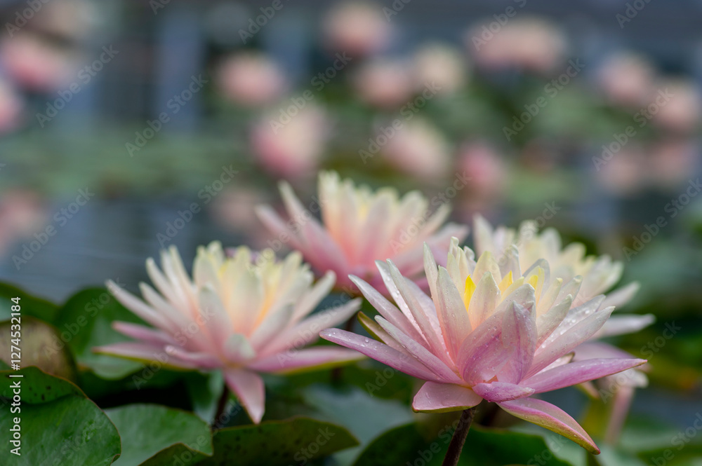 Nymphaea tropic sunset light aquatic flowers in bloom the pond with green leaves, group of pale pink flowering water lilies