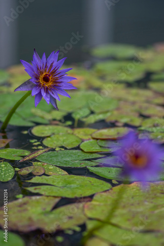 Obraz na płótnie Nymphaea caerulea zanzibarensis water lily plant in bloom, beautiful flowering lotus flowers in decorative garden pond w salonie