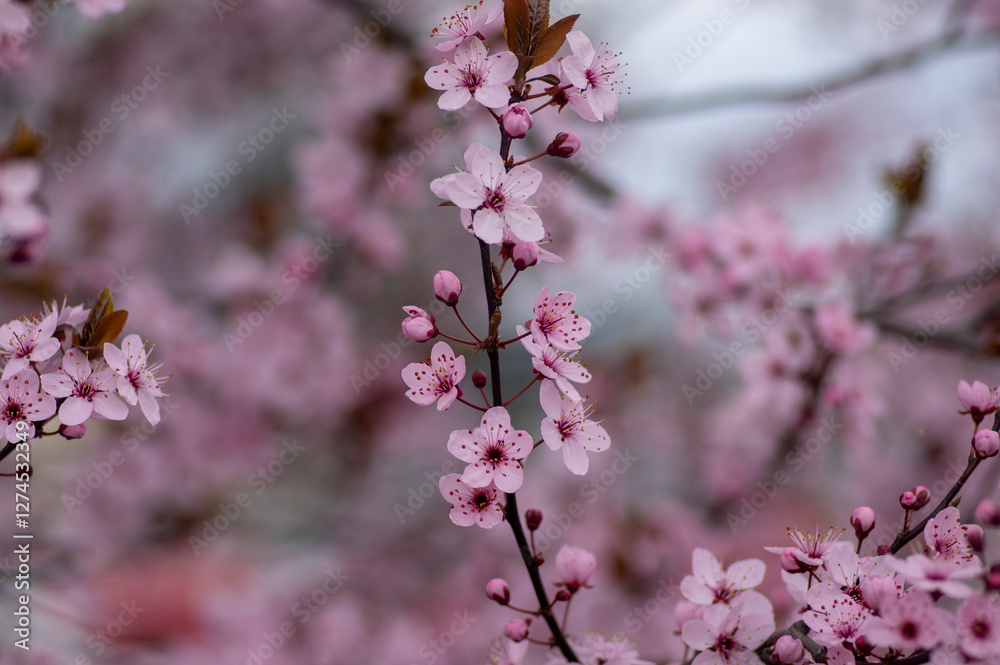 Canadian black plum Prunus nigra light pink flowers in bloom, beautiful flowering ornamental shrub with brown red leaves