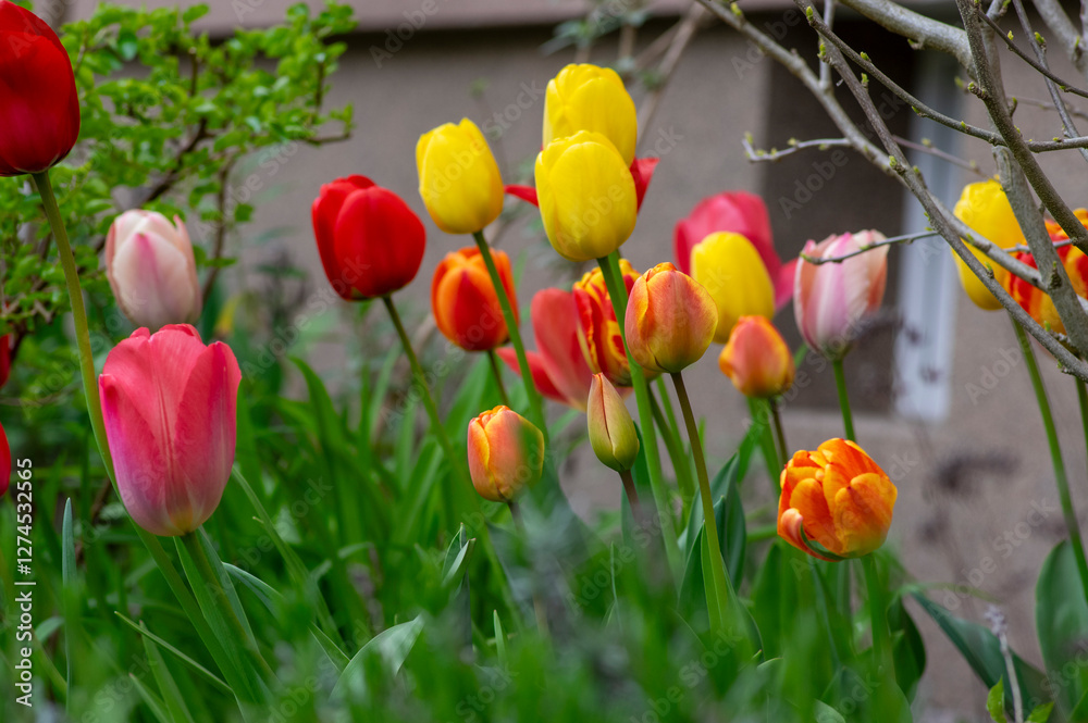 Bright red and yellow color country Darwin tulips in bloom, bouquet of springtime flowering plants in the ornamental garden