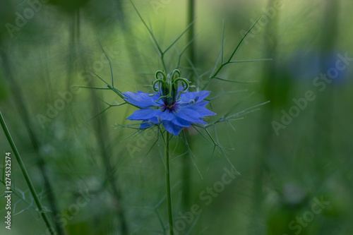 Obraz na płótnie Nigella damascena bright blue ornamental beautiful flowering plants, love-in-a-mist devil in the bush flowers in bloom w salonie