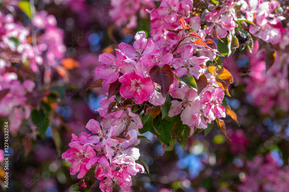 Ornamental malus apple tree plant flowering during springtime, toringo scarlet bright purple leaves and pink flowers in bloom