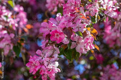 Obraz na płótnie Ornamental malus apple tree plant flowering during springtime, toringo scarlet bright purple leaves and pink flowers in bloom w salonie