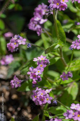 Obraz na płótnie Pale pink myosotis sylvatica in bloom, group of small tiny flowering flowers with yellow center w salonie