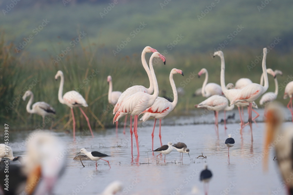This breathtaking image captures a flamingo in its natural habitat at Bhigwan, Maharashtra, a renowned birdwatching destination. With its elegant long legs, curved neck, and striking pink feathers This breathtaking image captures a flamingo in its natural habitat at Bhigwan, Maharashtra, a renowned birdwatching destination. With its elegant long legs, curved neck, and striking pink feathers
