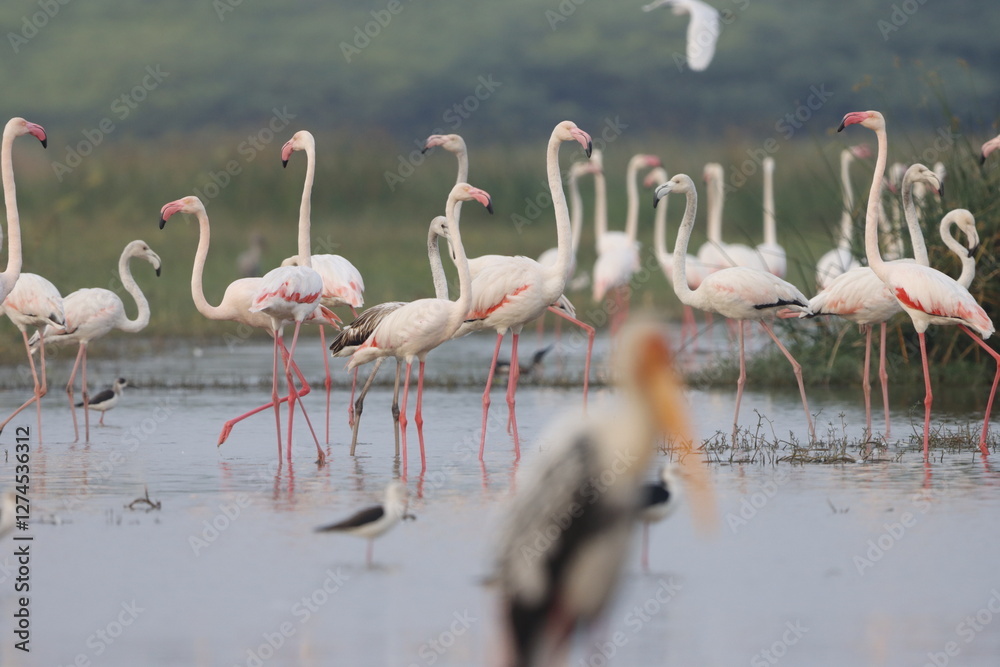 Fototapeta premium This breathtaking image captures a flamingo in its natural habitat at Bhigwan, Maharashtra, a renowned birdwatching destination. With its elegant long legs, curved neck, and striking pink feathers