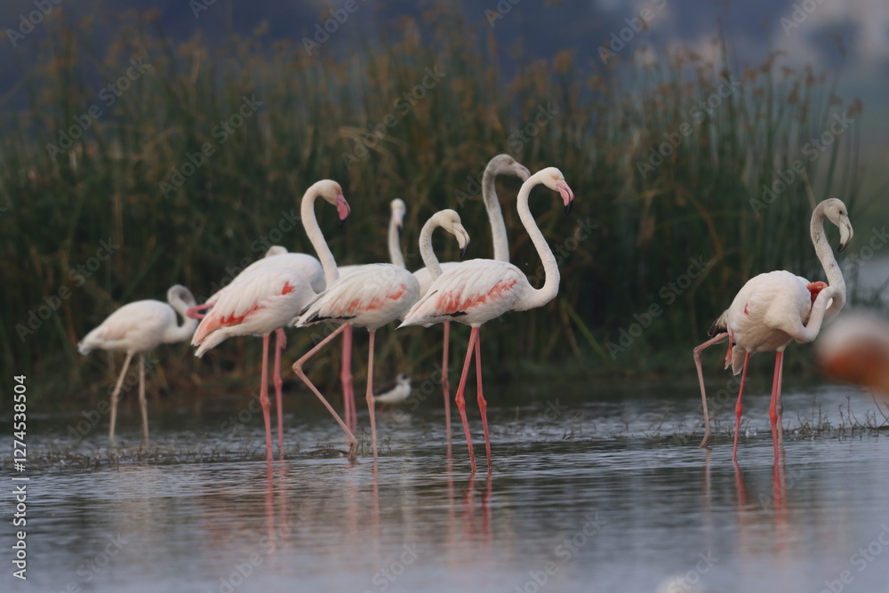 This breathtaking image captures a flamingo in its natural habitat at Bhigwan, Maharashtra, a renowned birdwatching destination. With its elegant long legs, curved neck, and striking pink feathers This breathtaking image captures a flamingo in its natural habitat at Bhigwan, Maharashtra, a renowned birdwatching destination. With its elegant long legs, curved neck, and striking pink feathers