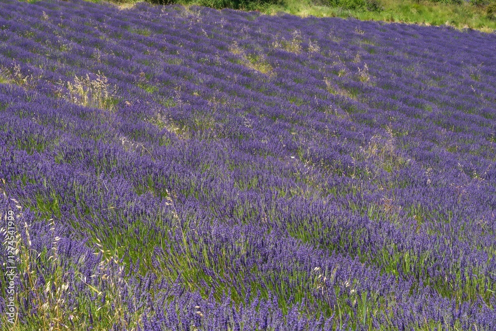 Obraz premium Lavender fields, Provence, France. View of fields with blooming lavender.