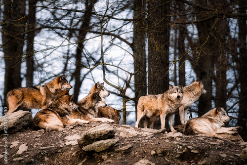 Foto Wolfsrudel im Wald