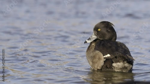 A female Tufted duck preening at a lake in winter.