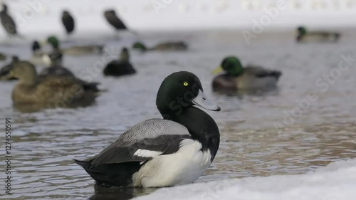 Male Scaup duck preening at a lake in winter.