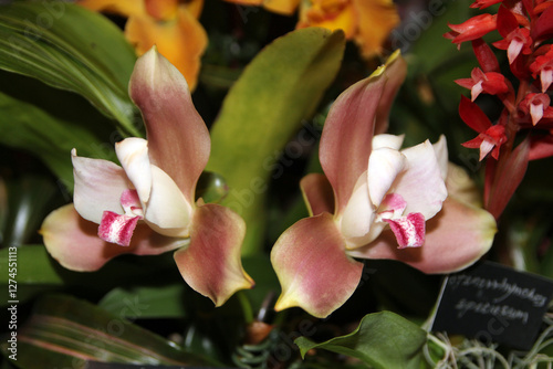 Blooming colorful orchid flowers