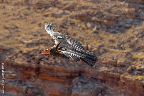 critically endangered California Condors in flight over Arizona high desert habitat