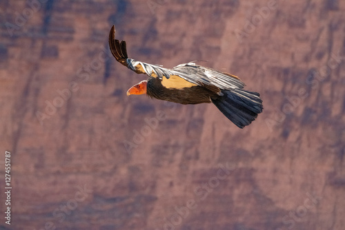 critically endangered California Condors in flight over Arizona high desert habitat