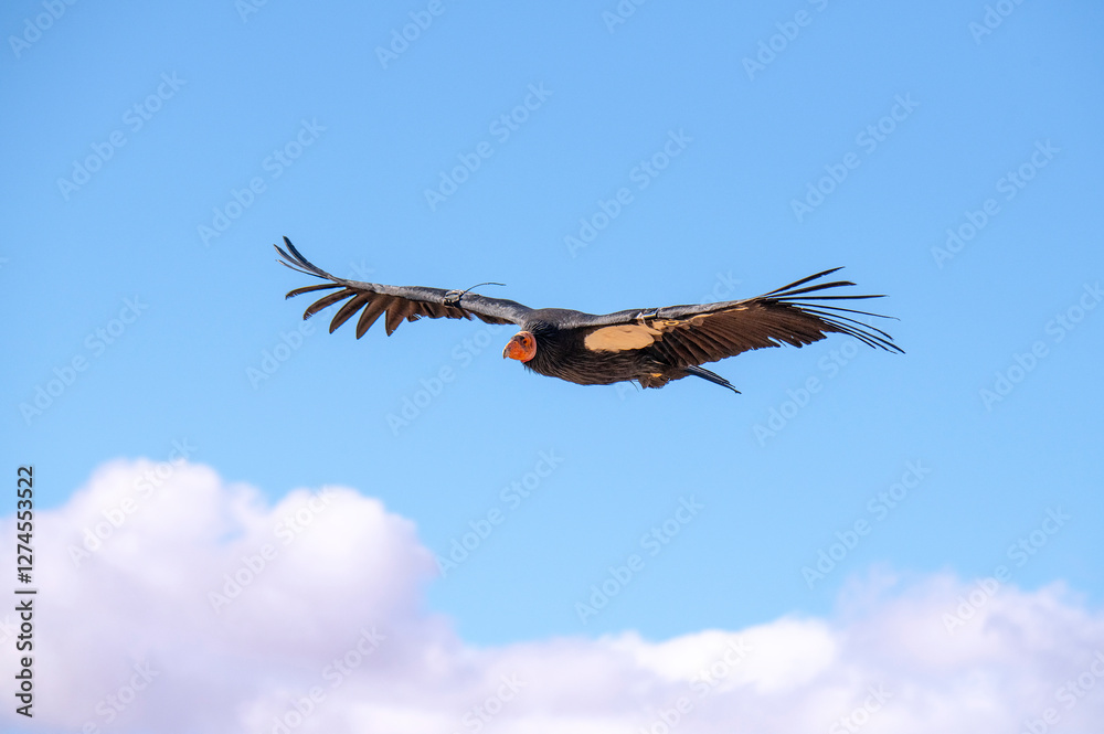 Obraz premium critically endangered California Condors in flight over Arizona high desert habitat