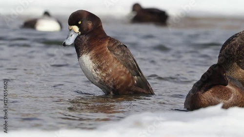 Female Scaup duck preening at a lake in winter.