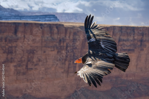 critically endangered California Condors in flight over Arizona high desert habitat photo