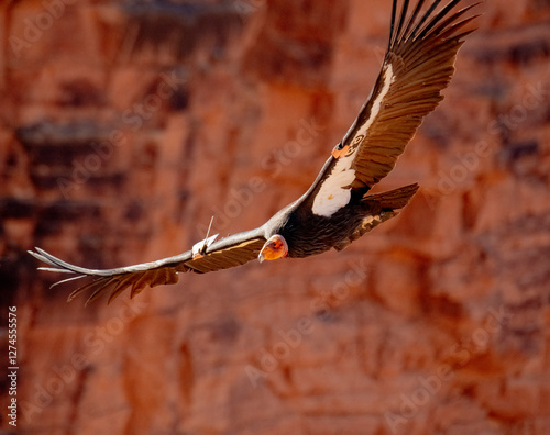 critically endangered California Condors in flight over Arizona high desert habitat