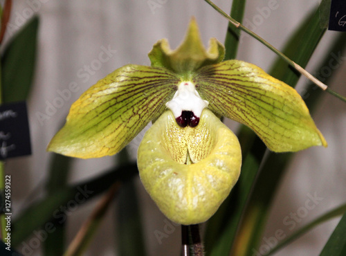 Blooming colorful orchid flower
