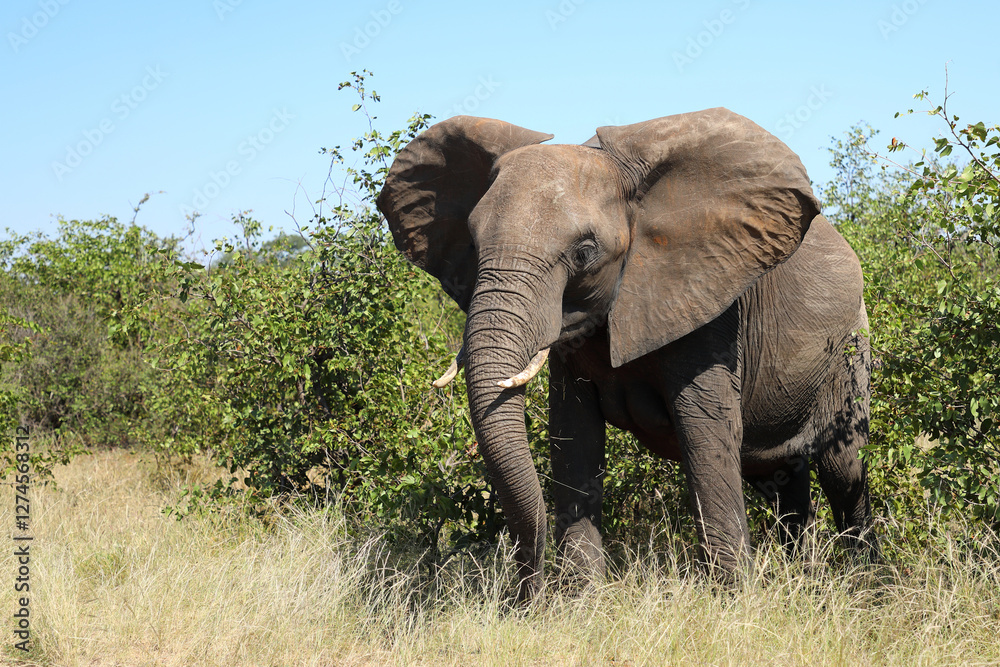 Fototapeta premium Afrikanischer Elefant / African elephant / Loxodonta africana
