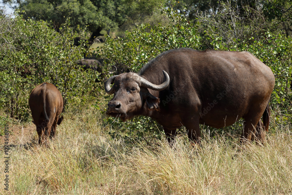 Kaffernbüffel / African buffalo / Syncerus caffer Kaffernbüffel / African buffalo / Syncerus caffer