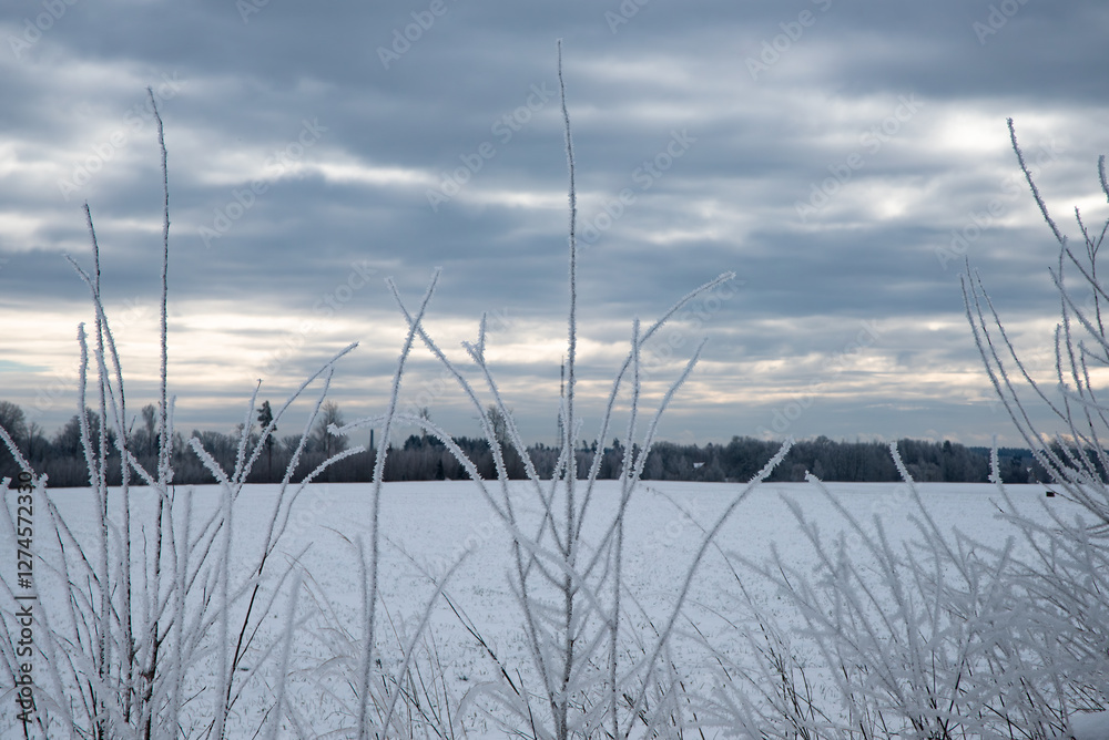 A winter landscape with frost-covered plants in the foreground, a snow-covered field, and a cloudy sky with hints of sunlight in the background. A winter landscape with frost-covered plants in the foreground, a snow-covered field, and a cloudy sky with hints of sunlight in the background.