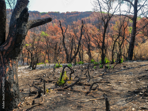 Colorful dry leaves and black trunks of burnt trees in the forest of Skopelos