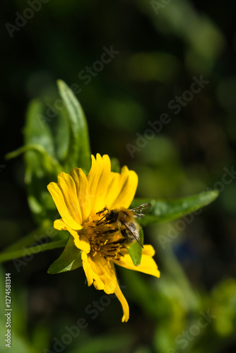 Biene auf gelber Blüte