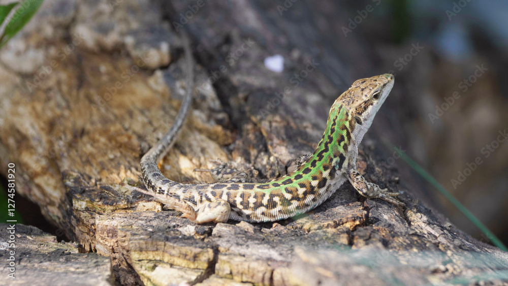 Italian wall lizard (Podarcis siculus) young beautiful male on wood stump Italian wall lizard (Podarcis siculus) young beautiful male on wood stump