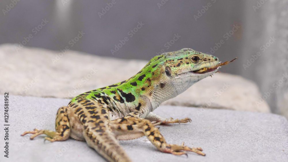 Italian wall lizard (Podarcis siculus) male eating a cricket Italian wall lizard (Podarcis siculus) male eating a cricket