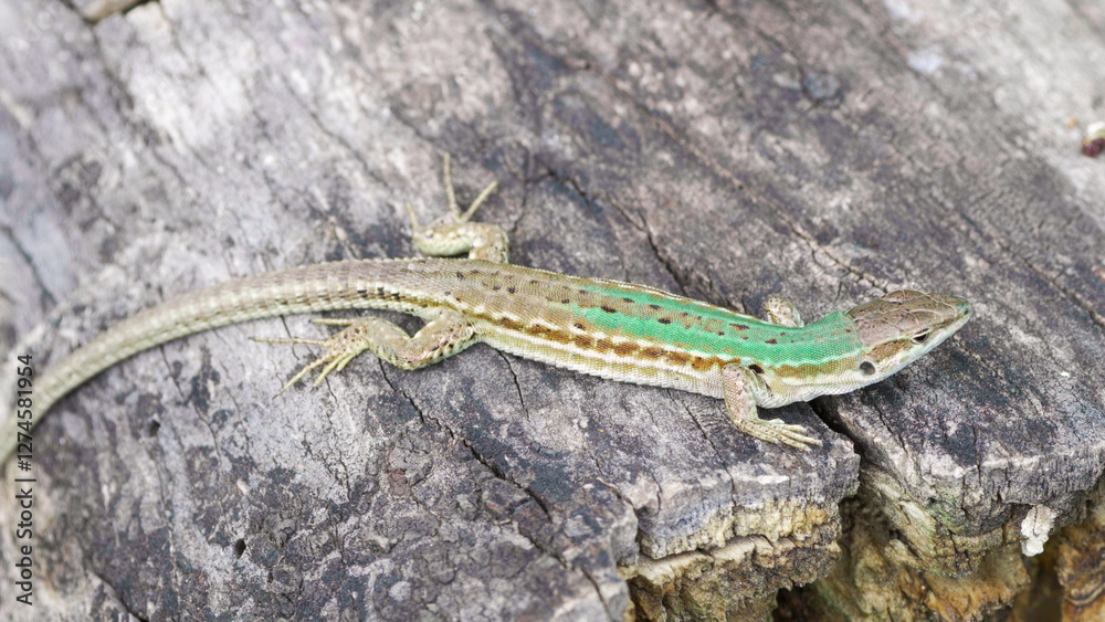 Obraz premium Italian wall lizard (Podarcis siculus) female warming up on a wood log