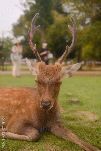 Peaceful Sika Deer Resting with Eyes Closed in Nara Park, Japan