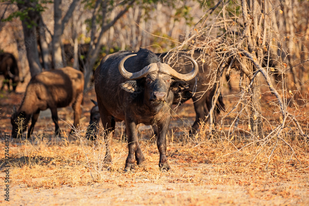Obraz premium Büffel