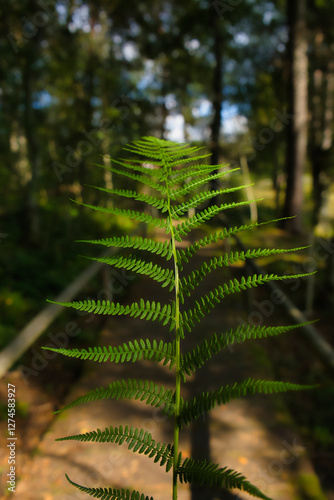 Farnblatt im Wald