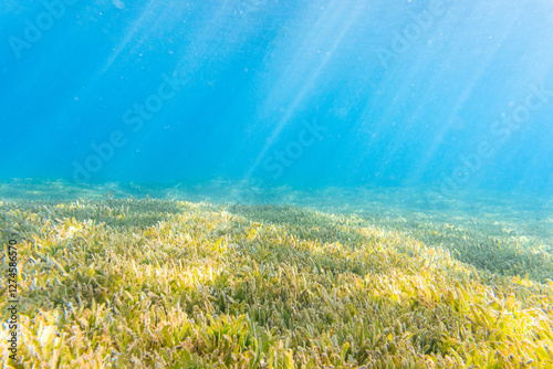 Obraz na plátne Seagrass bed underwater in a tropical ocean illuminated by sunlight rays