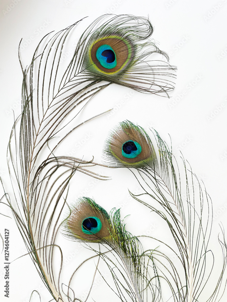 Obraz premium beautiful peacock feather composition, a decorative element for design and decoration