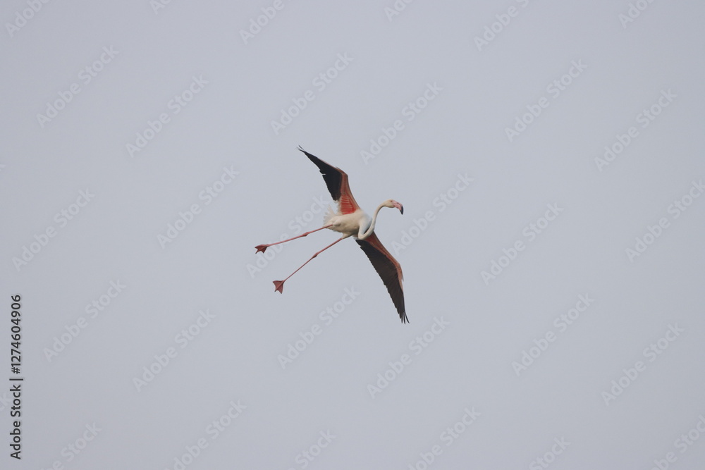 Obraz premium This breathtaking image captures a flamingo in its natural habitat at Bhigwan, Maharashtra, a renowned birdwatching destination. With its elegant long legs, curved neck, and striking pink feathers, th