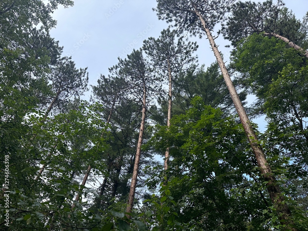 Fototapeta premium trees in the forest