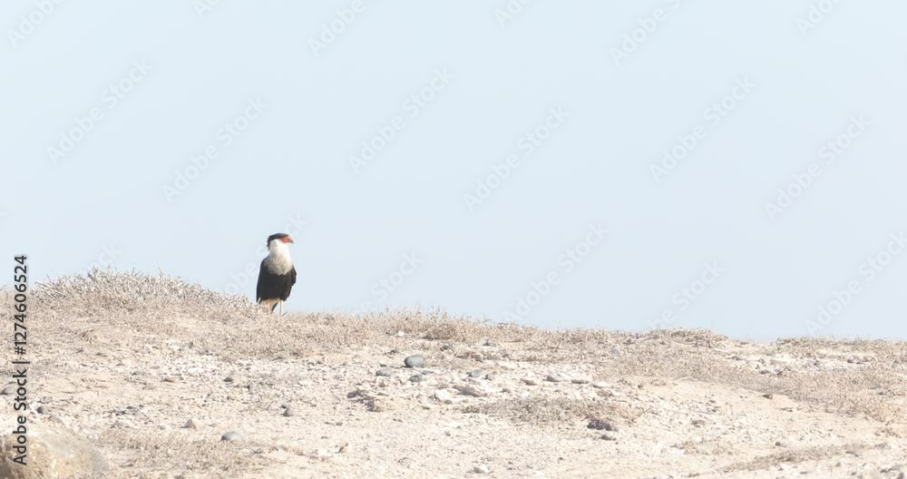Caracaras in the Desert: Majestic Raptors of Arid Landscapes Caracaras in the Desert: Majestic Raptors of Arid Landscapes