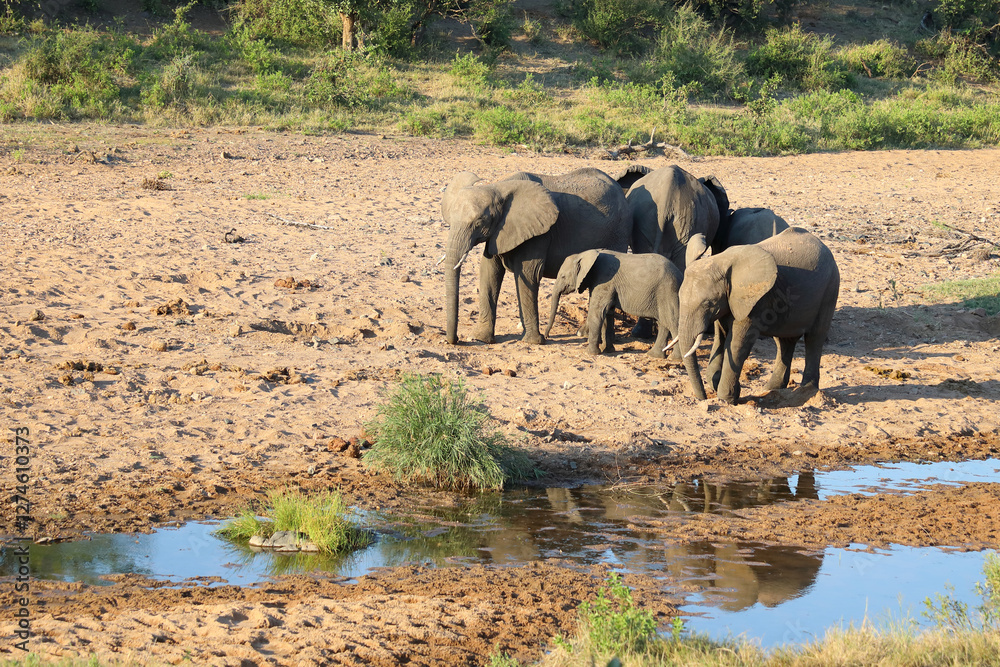 Obraz premium Afrikanischer Elefant / African elephant / Loxodonta africana