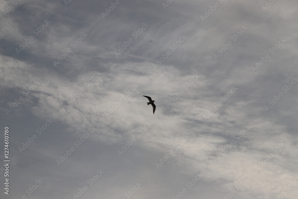 Bassin d'Arcachon  réserve ornithologique du Teich