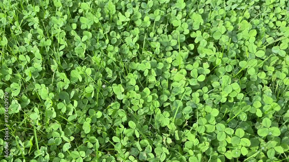 Macro Dew on Clover Leaves - Expanding Nature View Macro Dew on Clover Leaves - Expanding Nature View