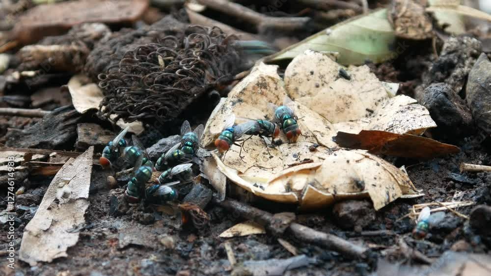 Green flies (Lucilia sericata) gather or swarm on broken rotten chicken eggs Green flies (Lucilia sericata) gather or swarm on broken rotten chicken eggs