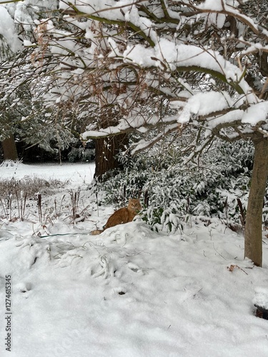 orange cat in snow 
