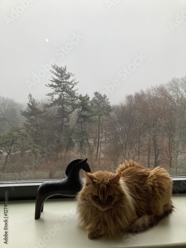 cat on a windowsill