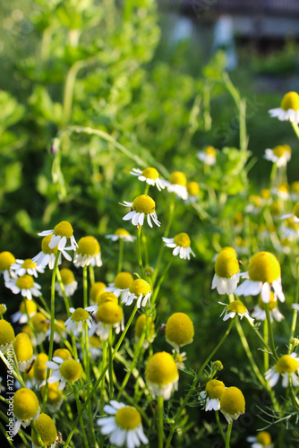daisies in the meadow