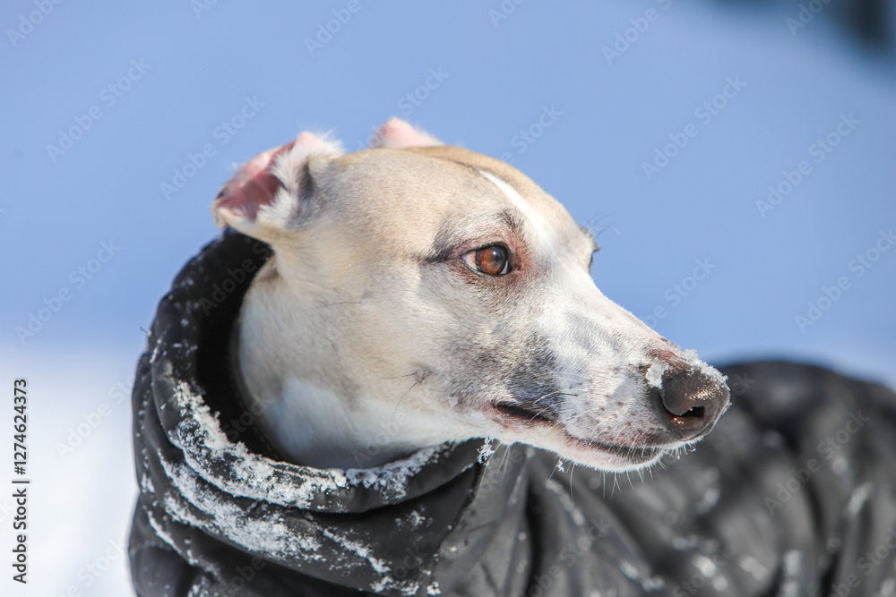 Portrait of a dog in the snow Portrait of a dog in the snow