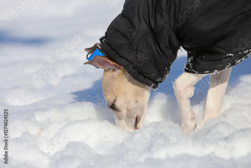 dog in the snow