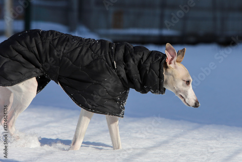 Dog in a black jacket in the snow