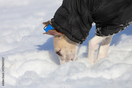 English small greyhound played in the snow